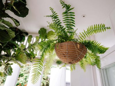 Helecho rasta: la exótica planta colgante cuyas hojas se enroscan y necesita poco mantenimiento