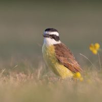 No lo vas a creer: qué significa que un Benteveo aparezca en tu jardín