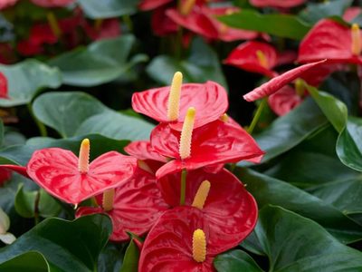 Hermosas y de moda: las plantas que arrasan en Instagram y que vos también vas a querer en tu living