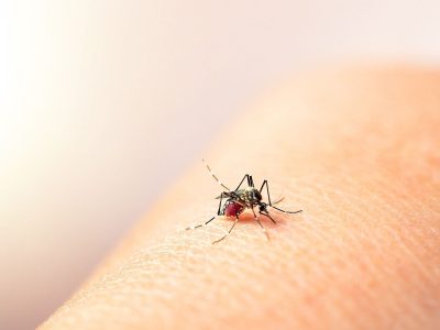 El Ministerio de Salud advirtió que en 14 provincias hay una “circulación viral” de dengue