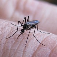 Por el incremento de casos de dengue, piden respetar las medidas de prevención