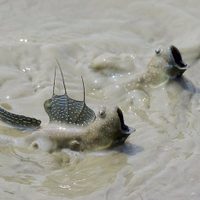 Un pez que parpadea da pistas de cómo la vida salió del agua