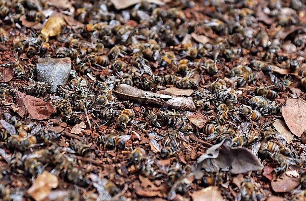 Abejas muertas. Daño a la polinización