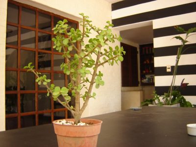 Cómo lograr que tu planta Monedita dé hermosas y abundantes flores
