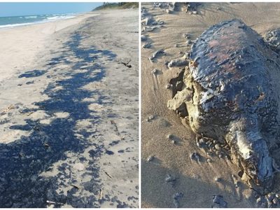 Derrame de petróleo se extiende a largo de casi 170 kilómetros del litoral veracruzano