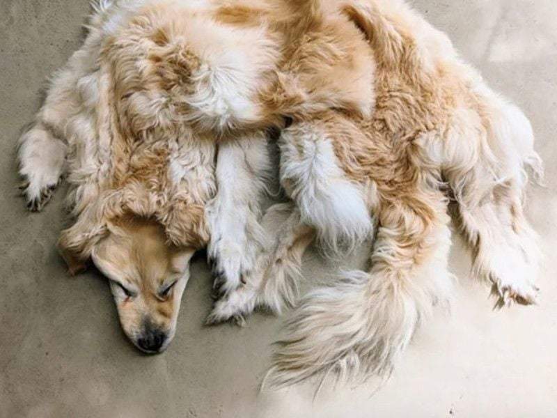 Perro muerto es convertido en tapete ornamental