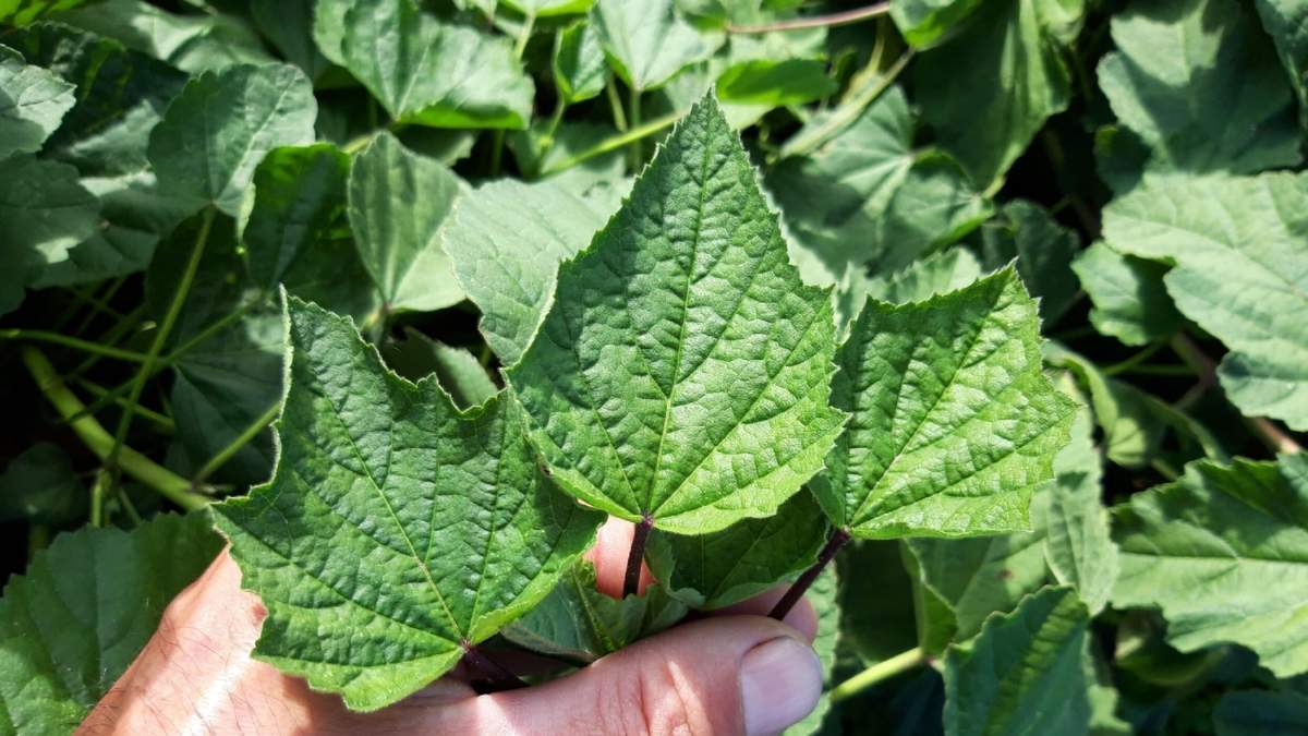 Planta con muchos beneficios medicinales. Fuente: (X)
