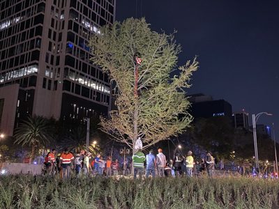 El ahuehuete de Reforma; evalúan los daños tras choque de un automovilista