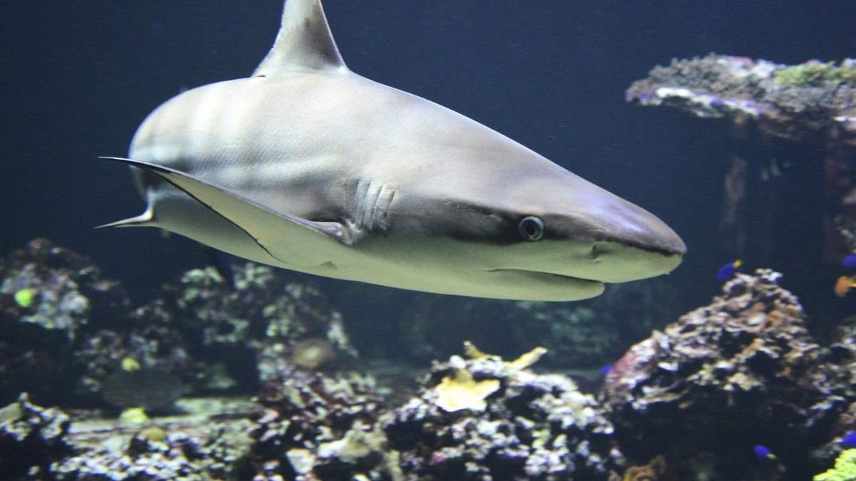 Una de las sustancias que suele ser utilizada en las vacunas se obtiene a partir del hígado de tiburón. Fuente: (Twitter)