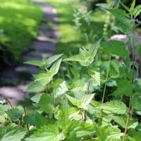 No la arranques: la planta que muchos confunden con maleza, pero es un verdadero tesoro