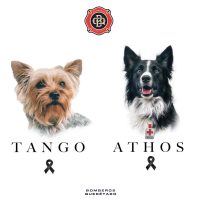 Hallan culpable a Benjamín “N” de asesinar a los perros rescatistas Athos y Tango