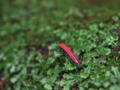 No mates este insecto si lo encontrás en casa: mirá cómo te ayudará a terminar con otras plagas