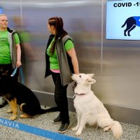Finlandia: prueban en el aeropuerto a perros que pueden detectar el coronavirus