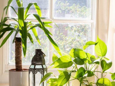 Las plantas que debés evitar a toda costa en tu hogar porque atraen las cucarachas
