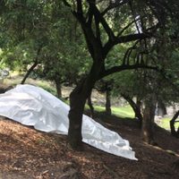 Hallan el cadáver de un hombre flotando en el Lago del Bosque de Chapultepec