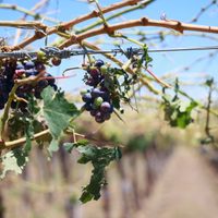 Declararon la emergencia agropecuaria en varias zonas de Mendoza