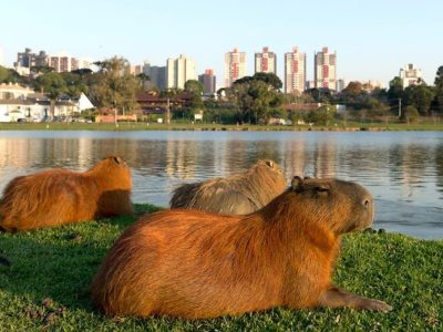 Denuncian desalojos de carpinchos en Nordelta: “Se los llevaron sin avisar”