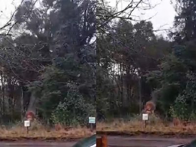 Una vecina de Villa La Angostura denunció la tala de árboles centenarios