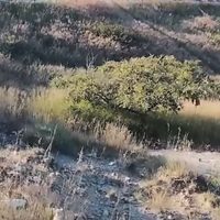 Calcinados y amontonados sobre llantas; así hallaron a 11 perros en Michoacán