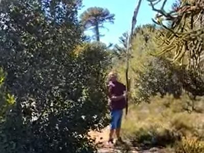 Filmaron a tres personas cosechando piñones sin permiso en un área exclusiva de la comunidad Mapuche