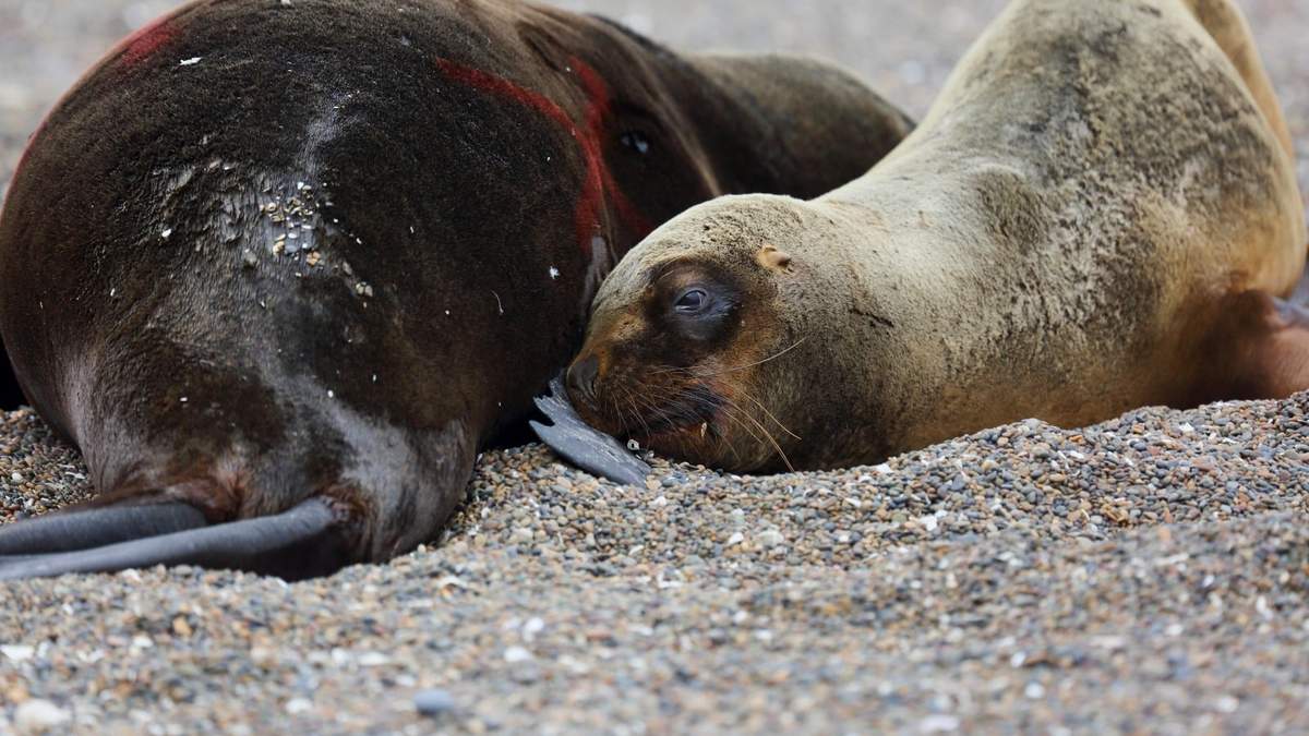 Dos leones marinos yacen muertos en una playa atlántica patagónica cerca de Viedma, provincia de Río Negro, Argentina