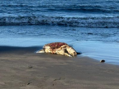 Alertan riesgos para especies en peligro de extinción por perforación petrolera en Golfo de México