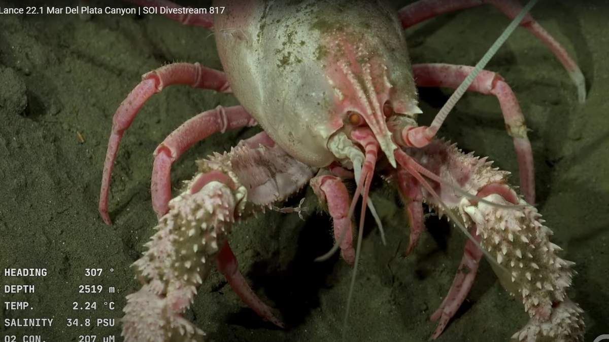 Las impresionantes criaturas que encontró el Conicet
