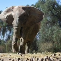 Kenya, la última elefante del ex Zoo, viaja a Brasil