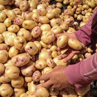 Productores repudian importación de papa estadunidense