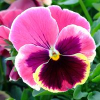 3 plantas con flores que lo resisten todo y que pueden vivir en tierra o maceta