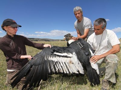 Preocupante: hallaron tres cóndores sin vida por cebos tóxicos en el norte de Neuquén