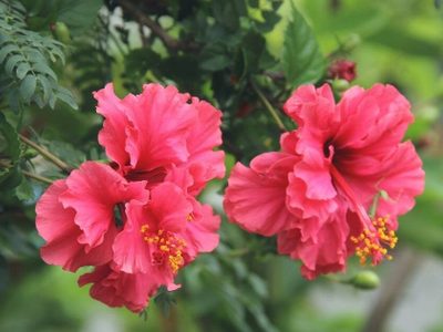 Conocé la planta con las flores más exóticas que florece en el jardín tanto en sol como en sombra