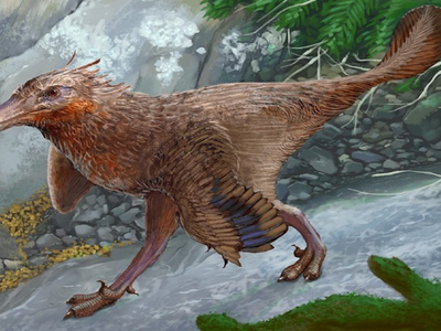 Hallaron un dinosaurio terópodo emparentado con aves que vivió en la provincia de Neuquén hace 83 millones de años