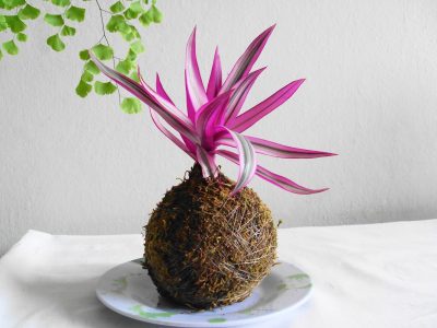 Cómo hacer una kokedama, las plantas sin maceta que son lo último en decoración