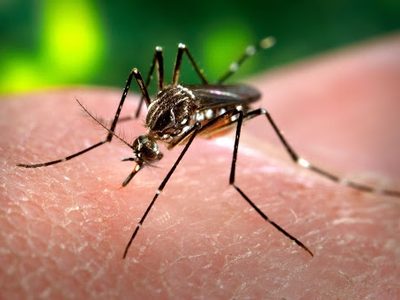 Alerta dengue: los ministros de Salud del Mercosur tendrán una reunión de emergencia