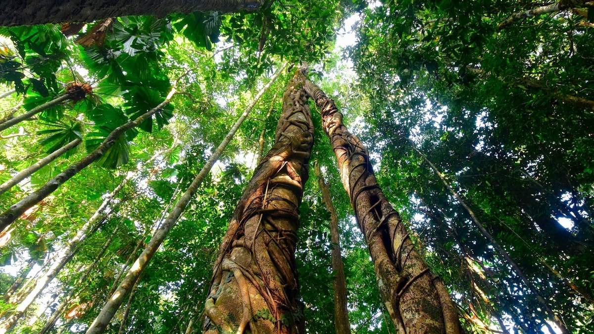 Bosque tropical Daintree, en Australia. Fuente: (Twitter)