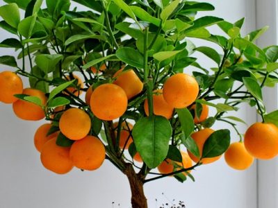 Mirá estos increíbles consejos para sembrar tu propia planta de mandarina en una maceta