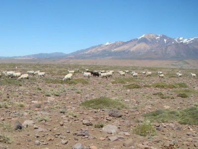 Nación declaró estado de emergencia agropecuaria para Neuquén