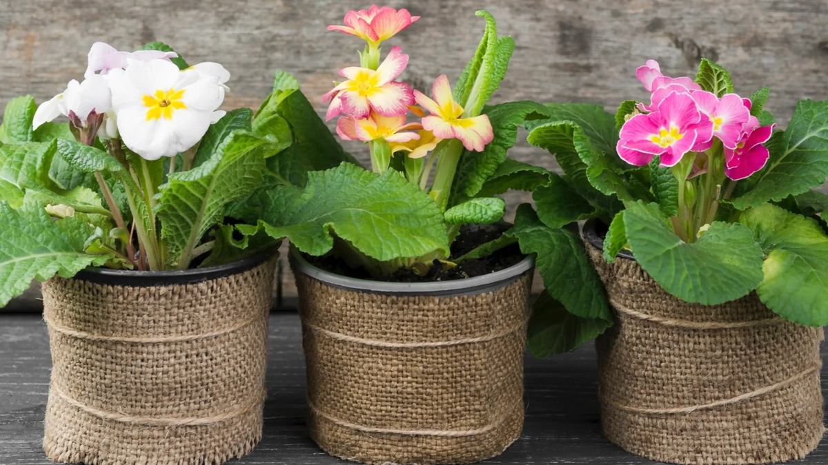 Plantas. Fuente: (HU Lifestyle)