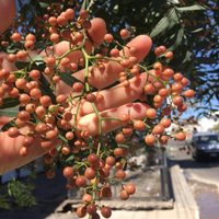 El aguaribay, el árbol autóctono que ofrece sombra y frutos