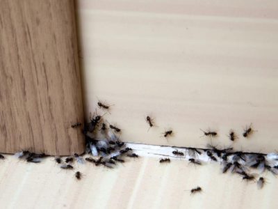 Protegé tu casa de las hormigas con este truco de la abuela que podés poner en cualquier rincón