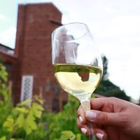 Investigadores lograron una levadura que potencia la tipicidad del Torrontés