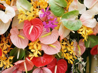 El secreto de los viveros para que el Anturio tenga sus hojas verdes y se llene de exóticas flores