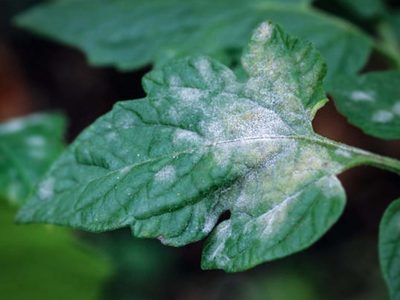 El peligroso motivo por el que las hojas de tus plantas tienen manchas blancas y cómo combatirlo