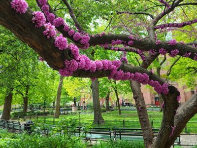 El llamativo árbol cuyas flores crecen no solo en las ramas sino también en el tronco y que es muy fácil de cuidar