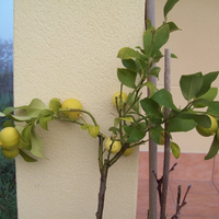 Si a tu limonero se le secan o enrollan las hojas, esto es lo que tenés que hacer con elementos caseros para que no muera