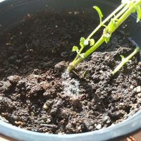 Si ves estas manchas blancas en la tierra de tus plantas, no te asustes: así las podés eliminar sin usar químicos