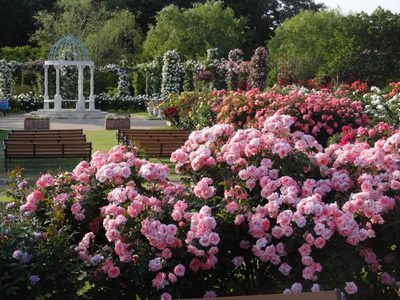 La poderosa planta cuyas hermosas flores son ideales para calmar y rejuvenecer la piel