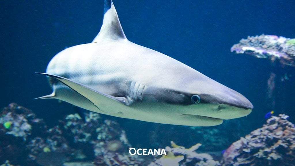En México existen 111 especies de tiburón, y todas son de gran importancia para mantener la salud de los océanos.
