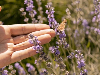 El truco viverista para saber cómo y cuándo podar tu planta de Lavanda para que se mantenga hermosa y sana